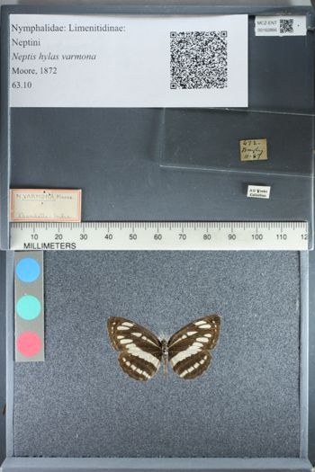 Media type: image;   Entomology 162866
